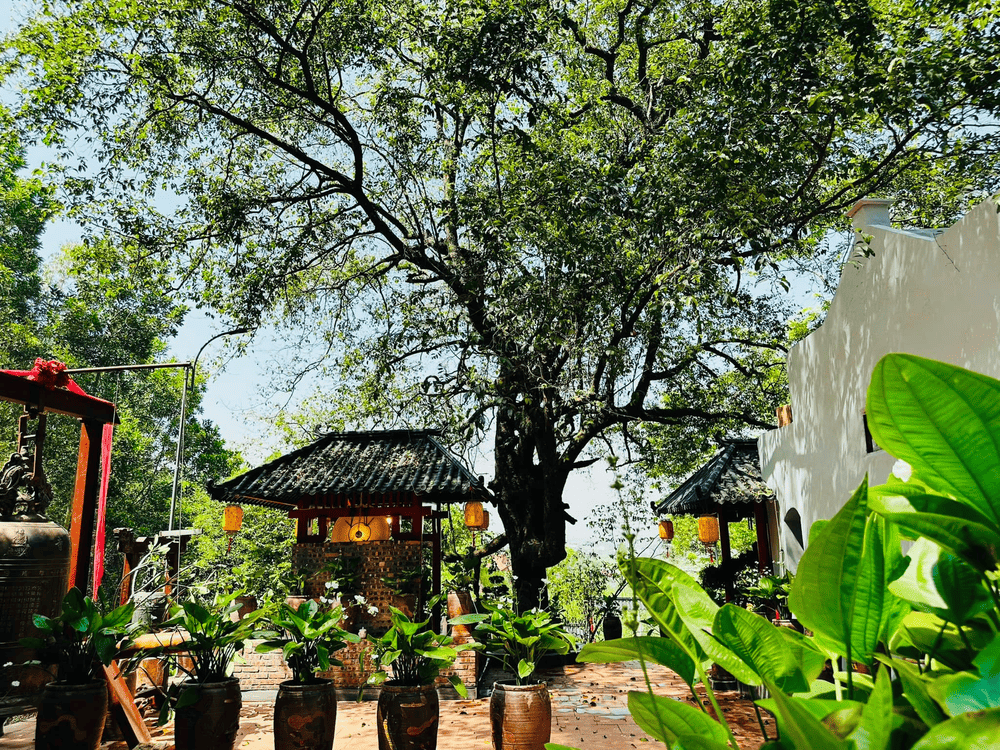 Cây thị là biểu tượng đặc trưng của ngôi chùa linh thiêng này. (Nguồn: Fanpage Chùa Cây Thị)